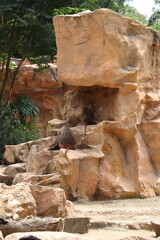 Babouins du zoo de Singapour	