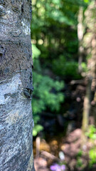 Obraz premium tree bark / macro