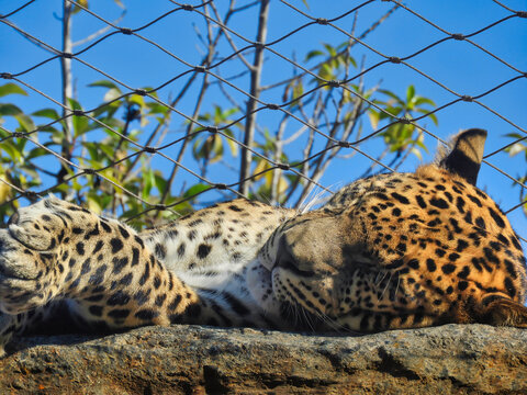 leopard lying in the sun
