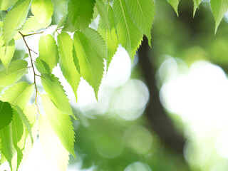 Obraz premium 新緑のケヤキ