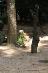 Dragon de Komodo du zoo de Singapour	