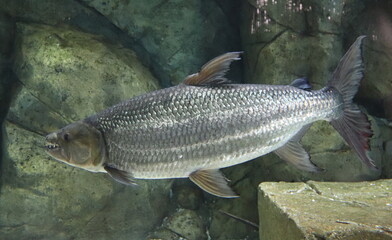 Poisson tigre goliath de l'aquarium de Singapour	