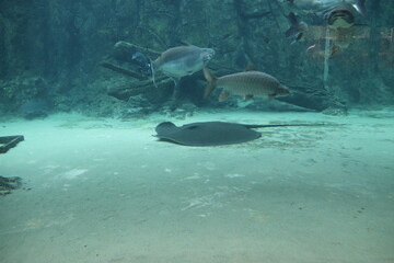Raie de l'aquarium de Singapour © Atlantis
