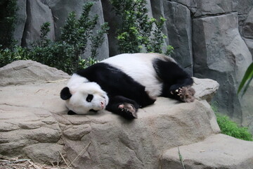 Panda géant du zoo de Singapour © Atlantis