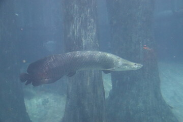 Fototapeta premium Arapaima de l'aquarium de Singapour
