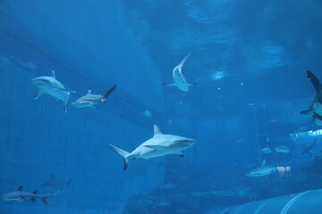 Obraz premium Requin de l'aquarium de Singapour