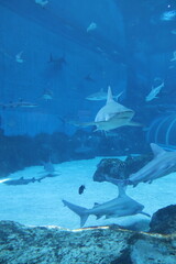Requins de l'aquarium de Singapour