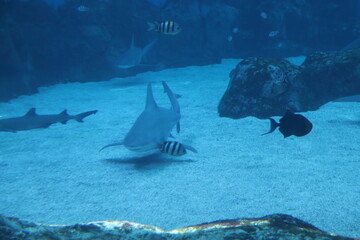 Requins de l'aquarium de Singapour