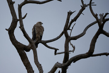  Tawny eagle Aquila rapax bird of prey