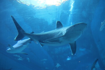 Requin de l'aquarium de Singapour