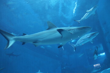 Requin de l'aquarium de Singapour
