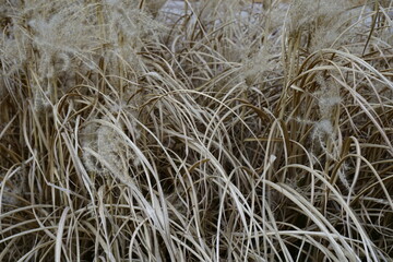reeds in the wind