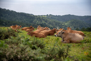 Vacas sentadas y descansando en un monte del Pais Vasco. 