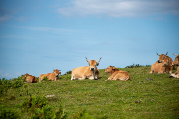Vacas sentadas y descansando en un monte del País Vasco.  Hondarribia