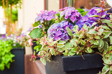 Fototapeta na wymiar Beautiful purple hydrangea flowers after rain in a black plastic flowerpot on a windowsill outside café. Close-up of the colorful hydrangeas. Purple flowers are blooming. Summer bright time, day
