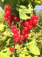 Red ripe currants hanging on a bush