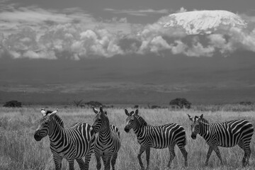 Fototapeta na wymiar Plains zebra Equus quagga- Big Five Safari Black and white Stripped Kilimanjaro