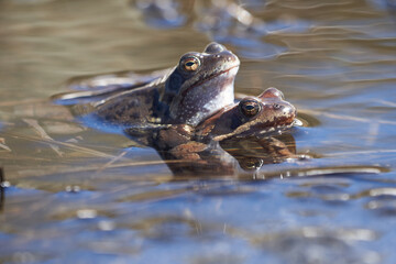Water frog Pelophylax and Bufo Bufo in mountain lake with beautiful reflection of eyes Spring Mating