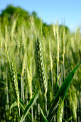 spikelet on a wheat field
