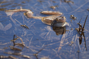 Water frog Pelophylax and Bufo Bufo in mountain lake with beautiful reflection of eyes Spring Mating