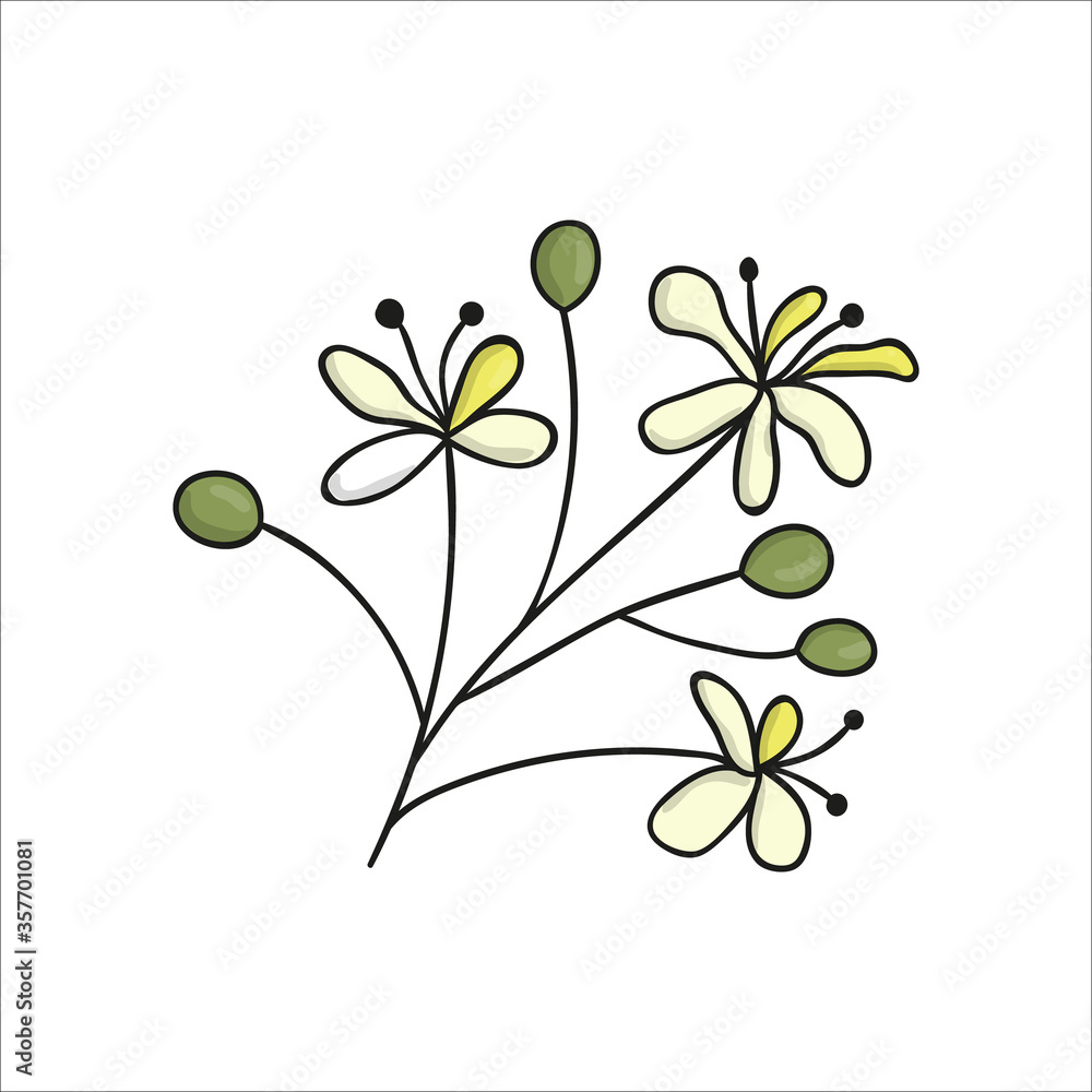 Canvas Prints vector line linden tree element isolated on white background. botanical illustration of linden flowe