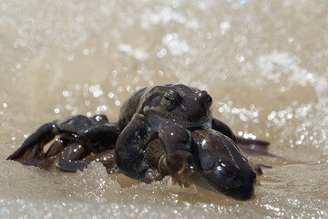  Bufo Bufo in mountain lake with beautiful reflection of eyes Spring Awakening Mating Ice
