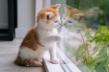 Cute little red cat sit on wooden floor near window. Young little red kitty looking out window. Ginger kitten looking at its reflection in window. Cute home pets. Domestic animal and young kittens