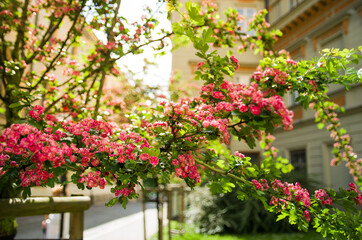 Fototapeta na wymiar Beautiful blooming tree with red-pink flowers on the street against the backdrop of a beautiful vintage building and sunlight. Summer bright time, day