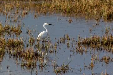 Little Egret Wading in Marshy Ground