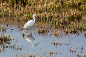 Little Egret Wading in Marshy Ground Reflected in Water