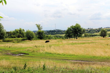 Fototapeta na wymiar Rural landscape of the Central European part of Russia. Grazing farm cow