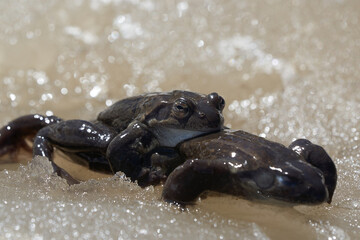  Bufo Bufo in mountain lake with beautiful reflection of eyes Spring Awakening Mating Ice