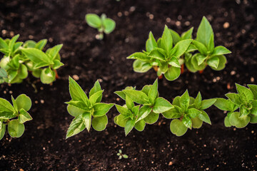 Ecology concept. The seedling are growing from the rich soil. Young plants in nursery plastic tray at vegetable farm. Close up top view