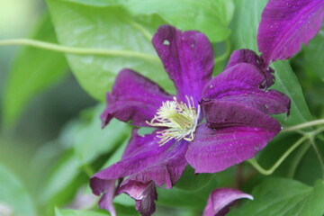 klematis fiolet kwiat natura płatki pnacze