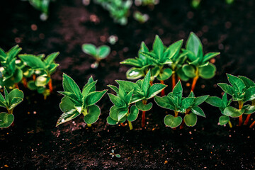 Ecology concept. The seedling are growing from the rich soil. Young plants in nursery plastic tray at vegetable farm. Close up top view