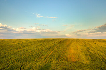 Fototapeta premium Aerial view of bright green agricultural farm field with growing rapeseed plants at sunset.