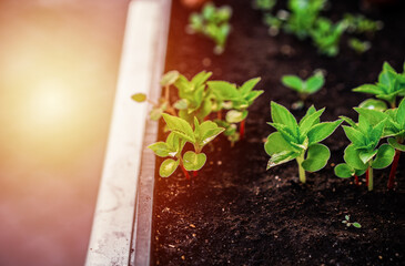 Ecology concept. The seedling are growing from the rich soil. Young plants in nursery plastic tray at vegetable farm. Close up view and copyspace with flare sunlight dor text and design