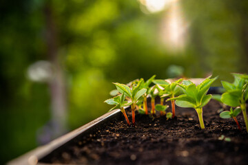 Ecology concept. The seedling are growing from the rich soil. Small depth of field. Young plants in nursery plastic tray at vegetable farm. Close up view