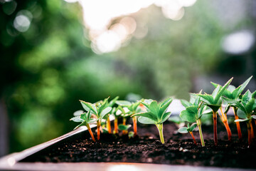 Ecology concept. The seedling are growing from the rich soil. Small depth of field. Young plants in nursery plastic tray at vegetable farm. Close up view