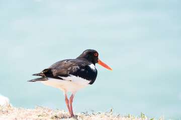 tern arctic nature bird blue background animal beautiful sea inhospitable wildlife fly wing north feather flight fauna look aggressive ornithology iceland migratory seabird white sky summer natural