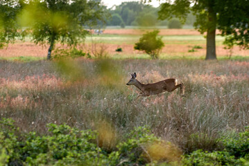 fleeing roebuck jumps through high grass on a natural meadow on a sunny summer evening - sharp head, body in motion