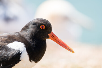 tern arctic nature bird blue background animal beautiful sea inhospitable wildlife fly wing north feather flight fauna look aggressive ornithology iceland migratory seabird white sky summer natural po