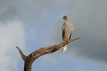 Goshawk eastern pale chanting goshawk or Somali chanting goshawk Melierax poliopterus Dark chanting goshawk Melierax metabates 