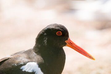 tern arctic nature bird blue background animal beautiful sea inhospitable wildlife fly wing north feather flight fauna look aggressive ornithology iceland migratory seabird white sky summer natural po