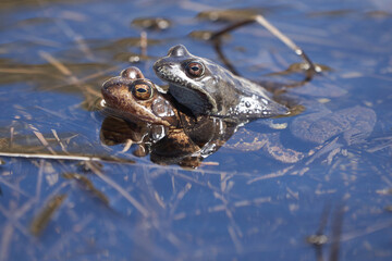 Water frog Pelophylax and Bufo Bufo in mountain lake with beautiful reflection of eyes Spring Mating
