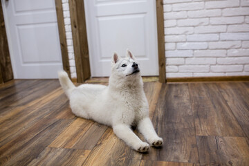 Siberian husky puppy at home lying on the floor. lifestyle with dog