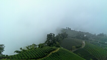 tea fields on Alishan mountain in Taiwan