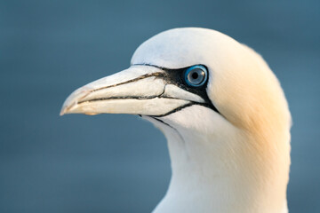 Lovely detail picture of the Northern gannets on the german Helgoland island in Nord sea