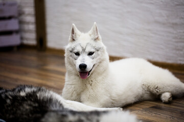 Siberian husky puppy at home. lifestyle with dog