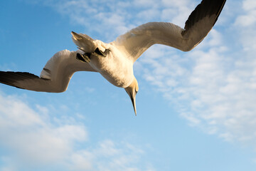 Lovely detail picture of the Northern gannets on the german Helgoland island in Nord sea